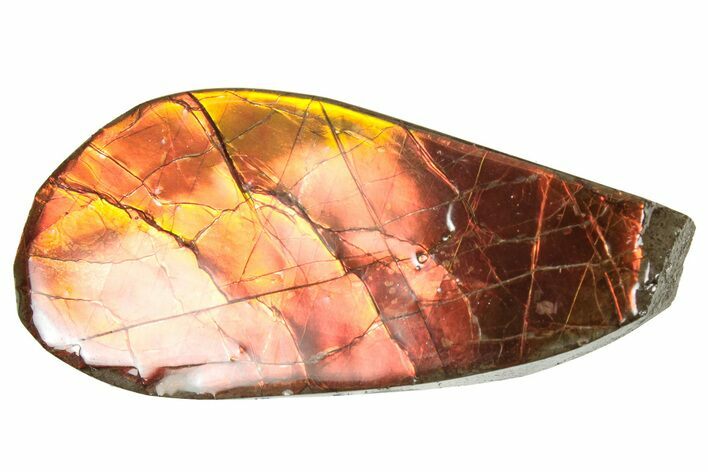 Flashy Ammolite (Fossil Ammonite Shell) - Rainbow Colored #357577